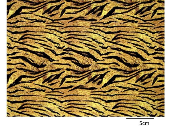 画像1: TIGER  (Ａ４) (1)