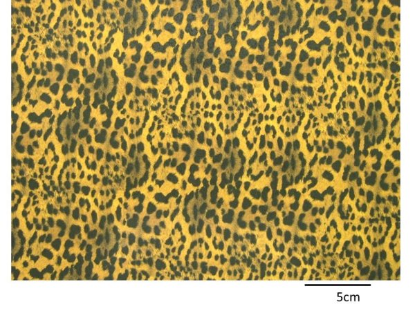 画像1: LEOPARD  (Ａ４) (1)