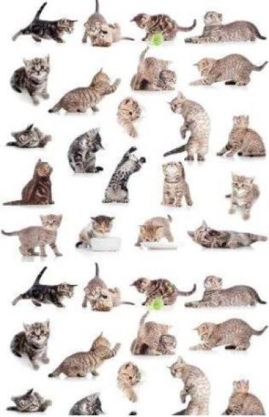 画像1: Kittens (1)