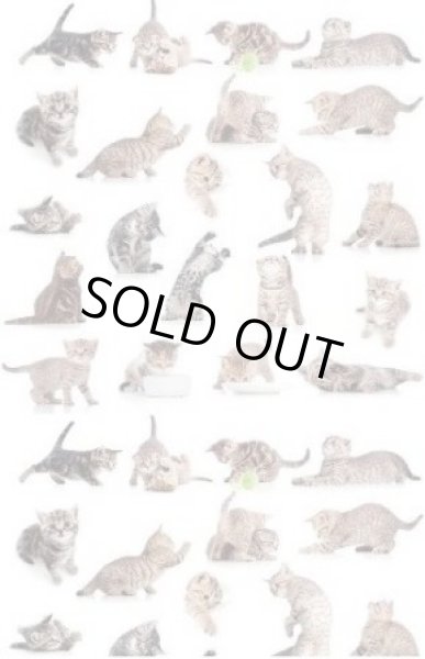 画像1: Kittens (1)