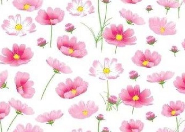 画像1: Cosmos 　（Ｌ） (1)