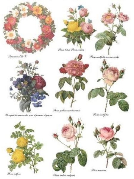 画像1: The Roses L (1)
