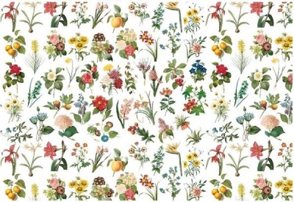 画像1: Redoute Flowers (1)