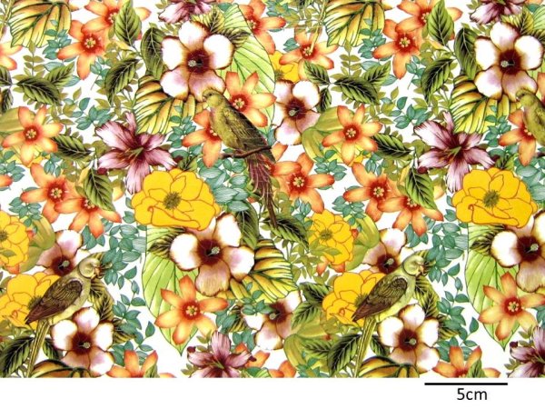 画像1: AMAZON SMALL (A４） (1)