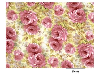 CHINA PINK ROSE (A4) - Roterose