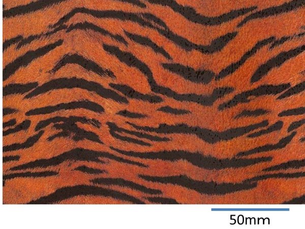 画像1: TIGER　（Ｌ） (1)