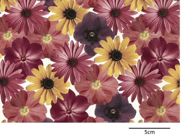 画像1: PETAL CHINTZ  （Ｌ） (1)