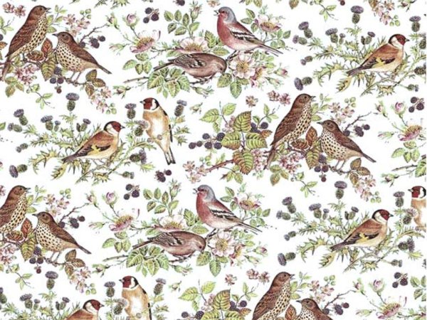 画像1: BIRD  CLEAR　　（Ｌ） (1)