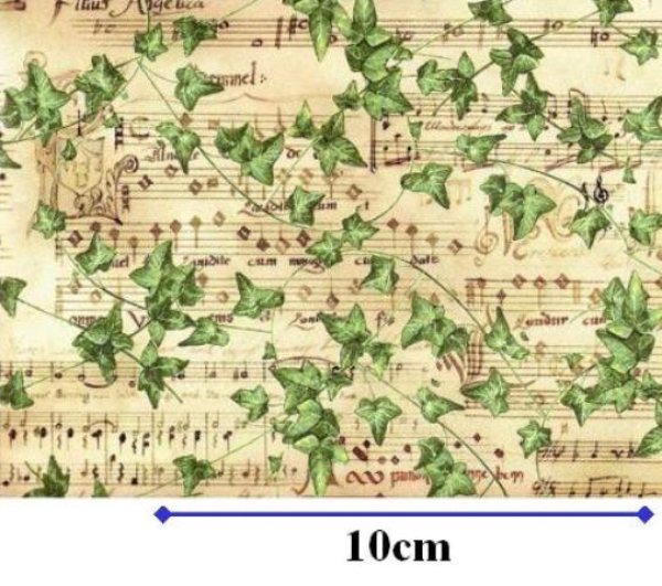 画像1: MUSIC & IVY CHINTZ　（Ｌ） (1)