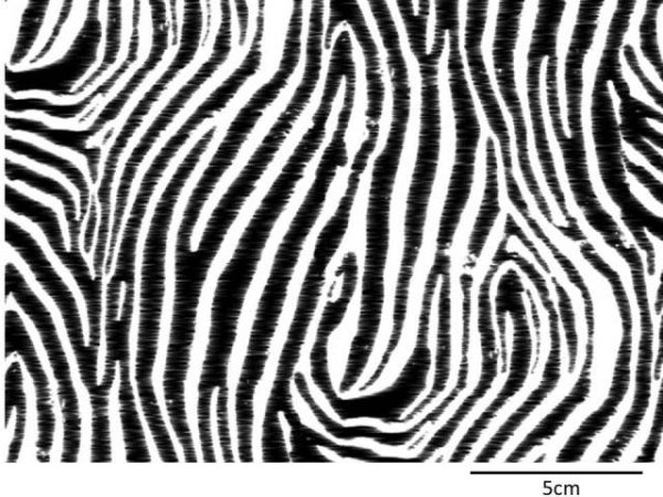 画像1: LONGLEAT BLACK CREAM B/G　(A4) (1)