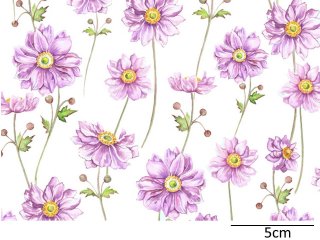 JAPANESE ANEMONE CLEAR(A4) - Roterose