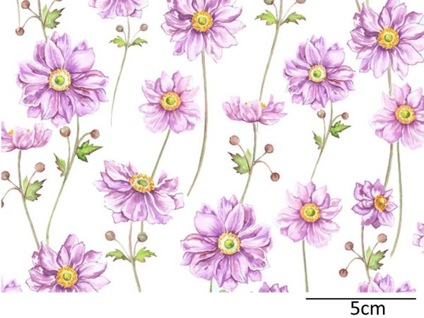 画像1: JAPANESE ANEMONE CLEAR（Ｌ） (1)