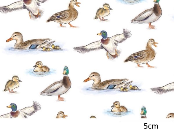 画像1: MALLARD（Ｌ） (1)