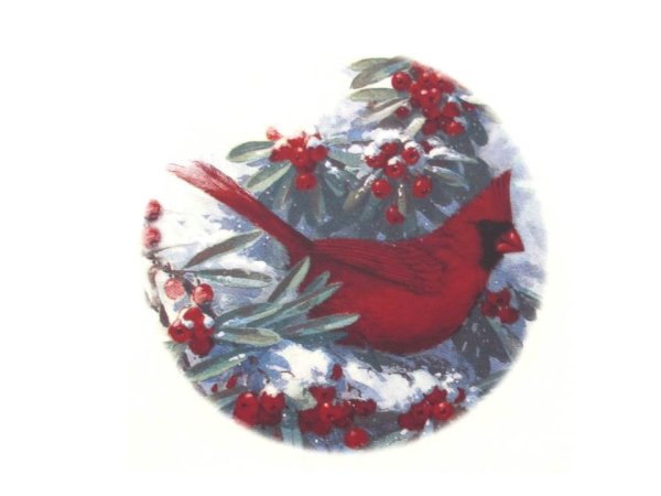 画像1: RED BIRD (1)