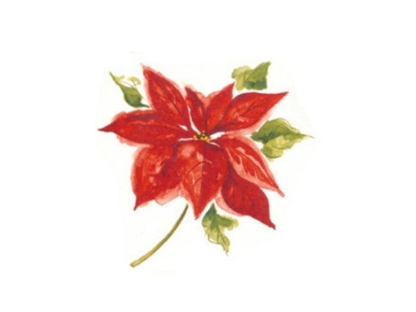 画像1: POINSETTIA (1)
