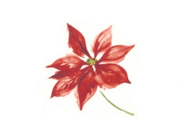 画像1: POINSETTIA (1)