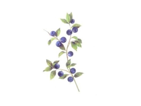 画像1: BLUEBERRIES (1)