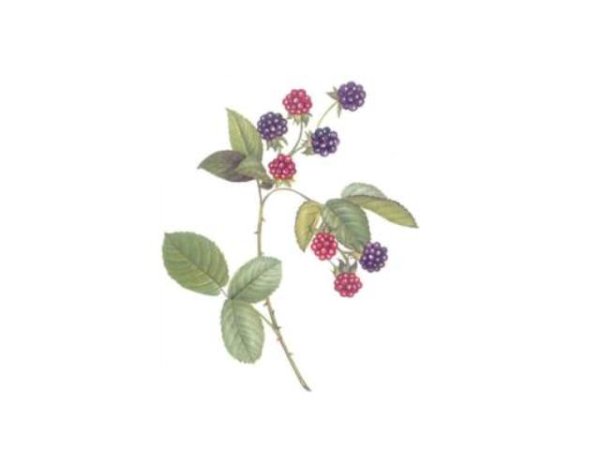 画像1: BLACKBERRIES (1)