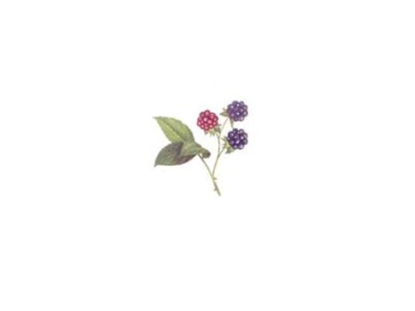 画像1: BLACKBERRIES (1)