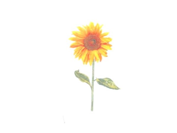 画像1: SUNFLOWER【ガラス用】 (1)