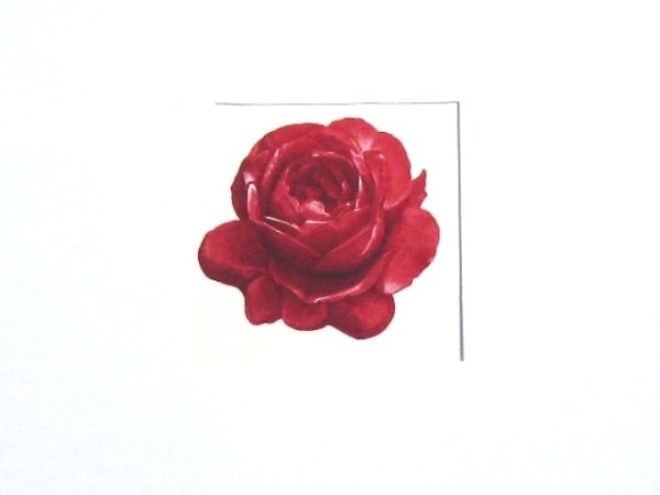 画像1: RED ROSE (1)