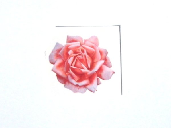 画像1: PINK ROSE (1)