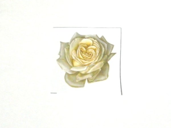 画像1: WHITE ROSE (1)