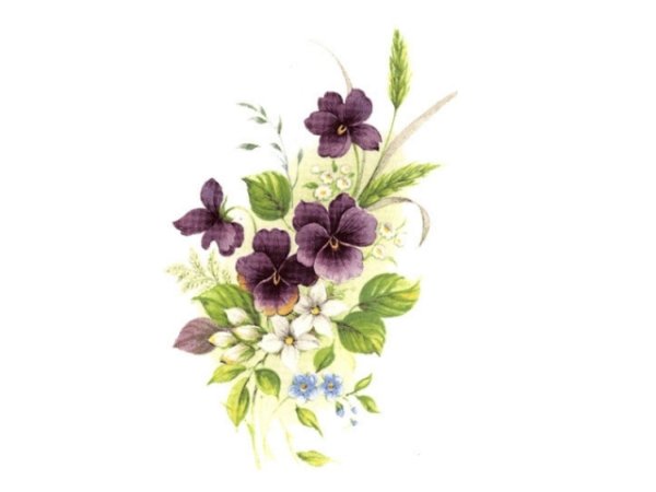 画像1: VIOLETS (1)