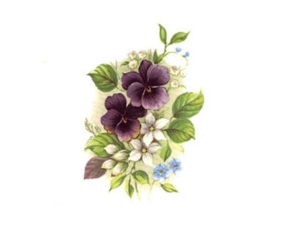 画像1: VIOLETS (1)