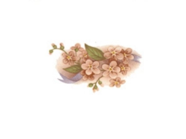 画像1: PINK FORGET-ME-NOT (1)