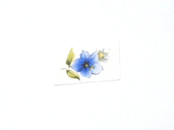 画像1: SUMMER (1)