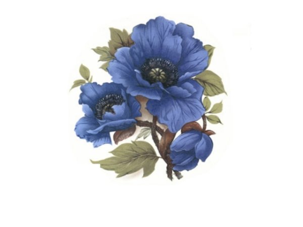 画像1: BLUE POPPY (1)