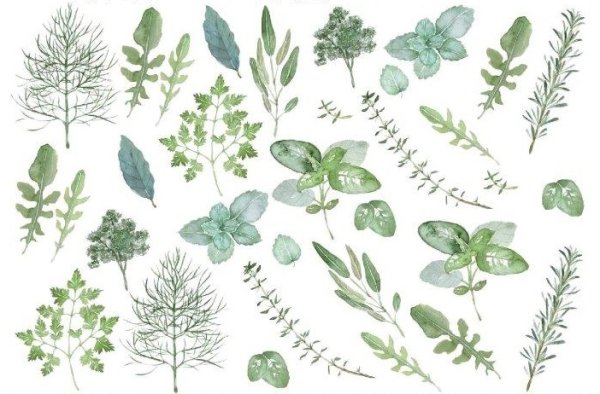 画像1: Green Herbs (1)