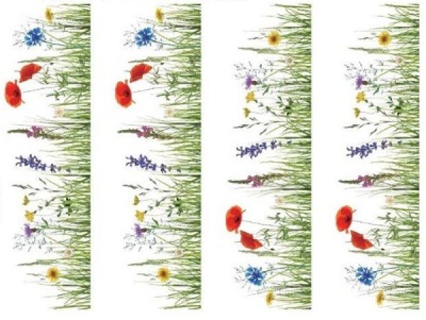 画像1: Summer Fields (1)
