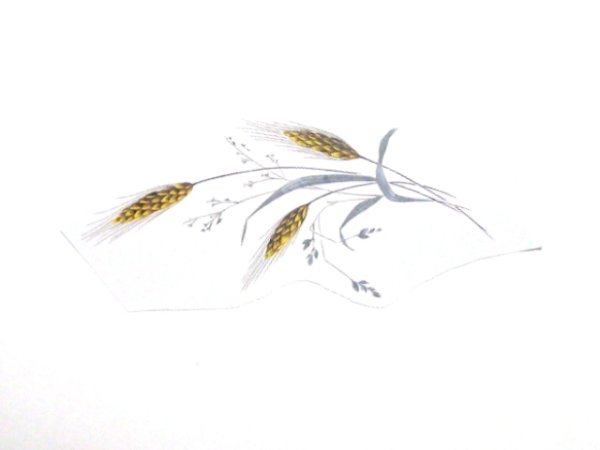 画像1: WHEAT (1)