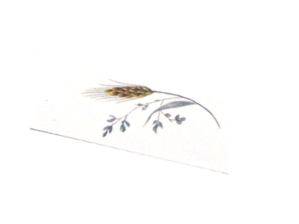 画像1: WHEAT (1)