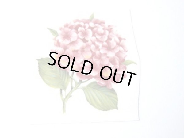 画像1: HORTENSIA ROSA (1)