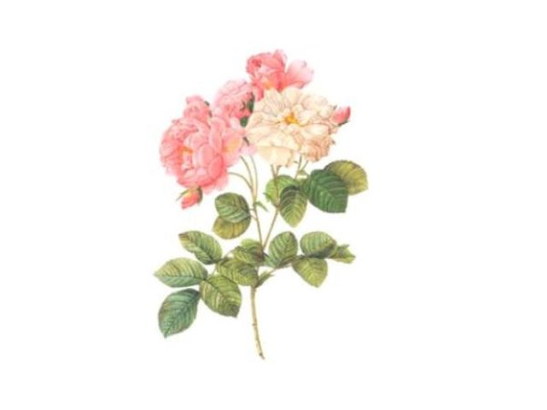 画像1: CAPITOLINA (1)