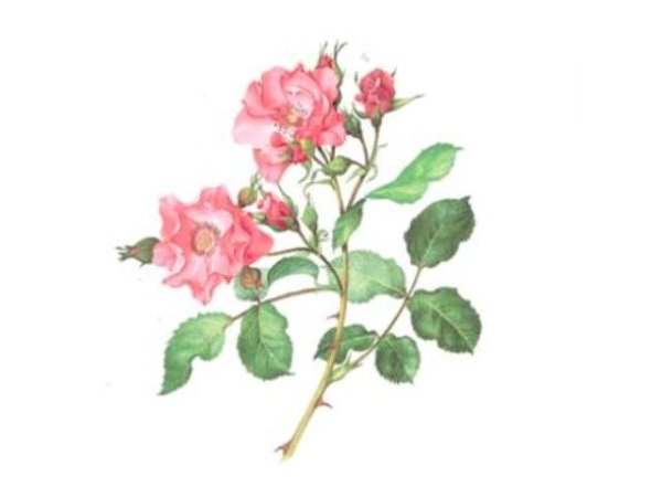 画像1: PALATINA (1)