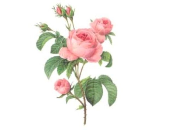 画像1: QUIRINAL (1)