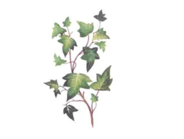 画像1: LIERRE (1)