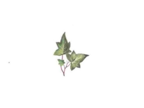 画像1: LIERRE (1)