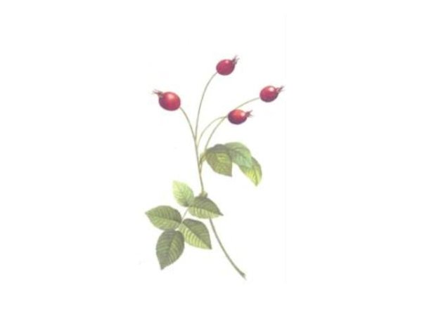 画像1: WILD ROSE (1)