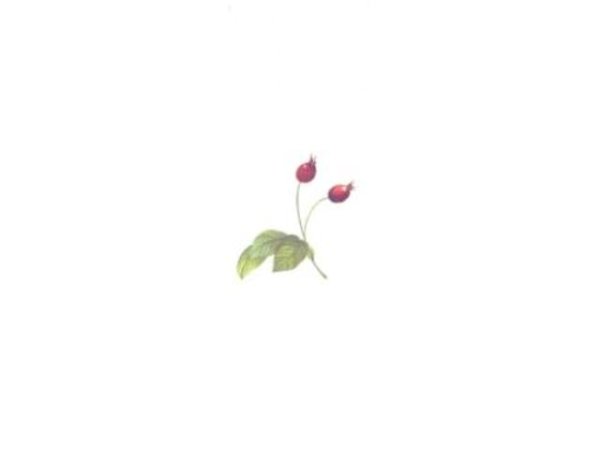 画像1: WILD ROSE (1)
