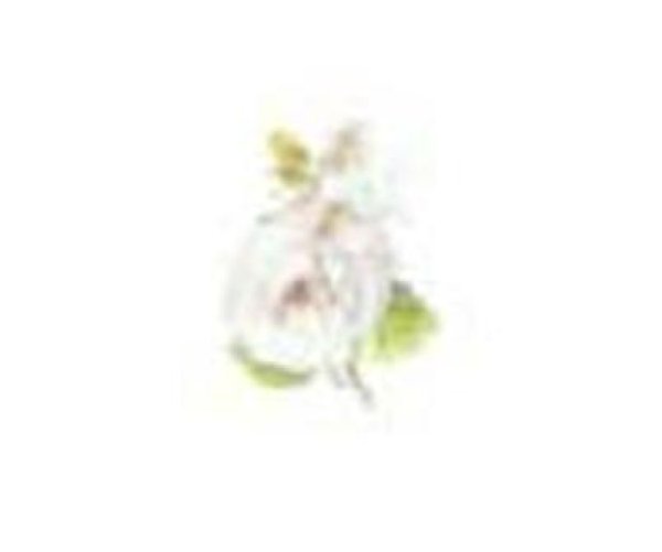 画像1: Lirica (1)