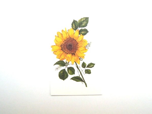 画像1: SUNFLOWER (1)