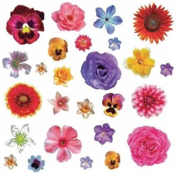 画像1: Isolated Flowers (1)