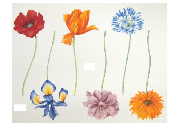 画像1: SINGLE FLOWERS (1)