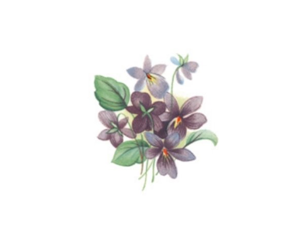 画像1: VIOLETS (1)