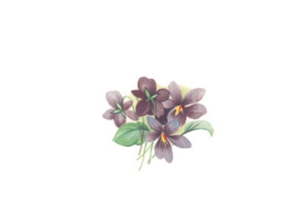 画像1: VIOLETS (1)